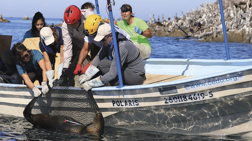 WIKA pressure gauges are used to rescue sea lions in Mexico.